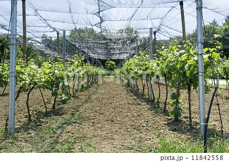 Vineyard Net Vineyard Net 11842558