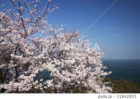 しまなみ海道 春景色 しまなみ海道 春景色 11842655