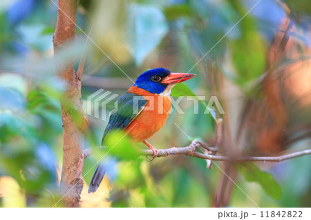 チャバラショウビン 11842822