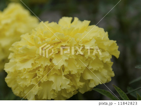 マリーゴールド　02 11842823