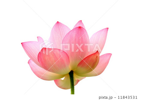 ハス開花 11843531