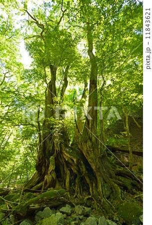 西沢の大カツラ 西沢の大カツラ 11843621