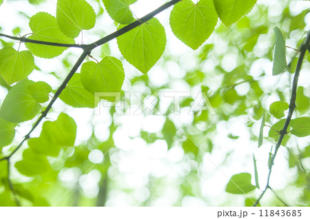 ハートの葉っぱ葉 葉っぱ ハート ハートの形 葉脈 早春 緑 新緑 逆光 若葉 青葉 木 樹 の写真素材