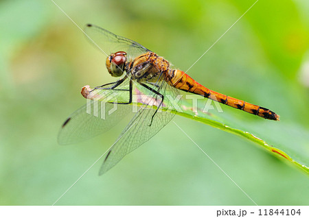 アキアカネ 11844104