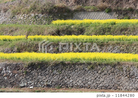 棚田の菜の花 11844280