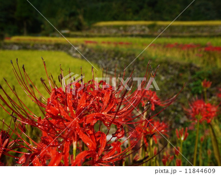 番所の棚田の彼岸花 11844609
