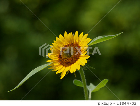 向日葵 11844702