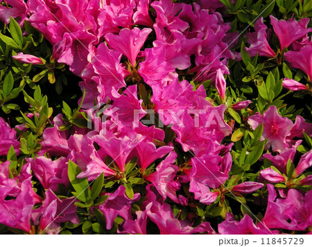 オオムラサキ 11845729