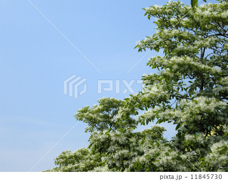 ヒトツバタゴ 11845730