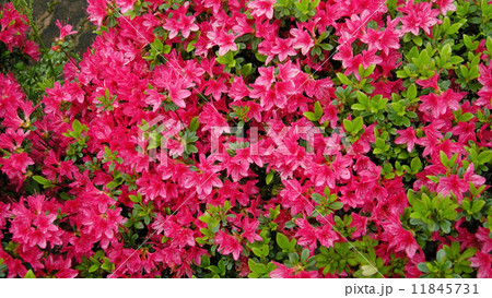 キリシマツツジ 11845731
