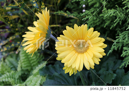 ガーベラ 11845752