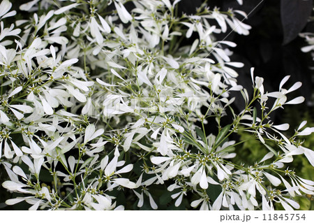 ユーフォルビア・シラユキヒメ 11845754