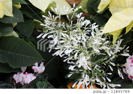 ユーフォルビア・シラユキヒメとポインセチア 11845769