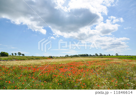 Cloud over field with poppies 11846614