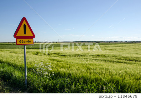 Pedestrian warning 11846679