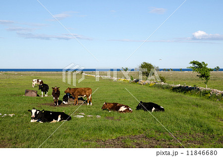 Resting cattle 11846680