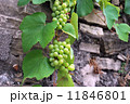 Green grape 11846801
