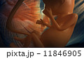 Unborn baby 11846905