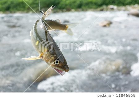 鮎の友釣り 11846959