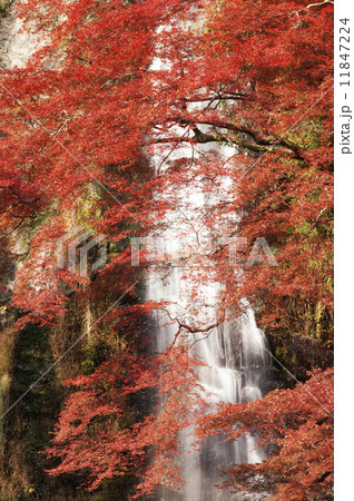 紅葉　大坂　箕面大滝 11847224