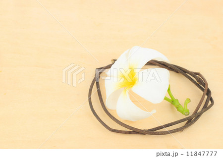 Plumeria 11847777