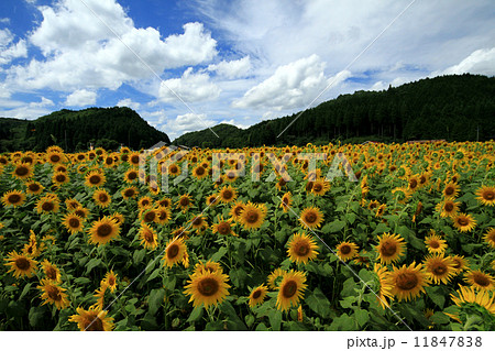 ひまわり畑7 11847838