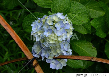 アジサイ 11849065