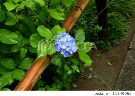 アジサイ 11849066