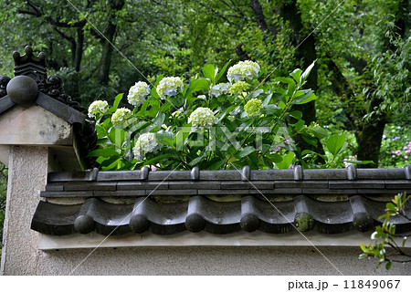 アジサイ 11849067