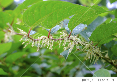 イタドリ 11849114