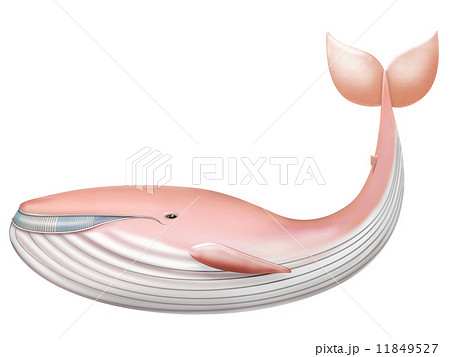 くじら 鯨 クジラ 鯨類 生物 ピンク 桃色 ピンク色 白背景のイラスト素材