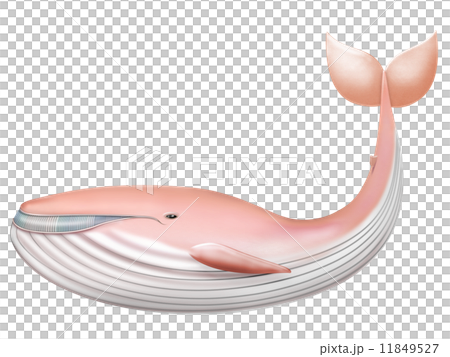 くじら　鯨　クジラ　鯨類　生物　ピンク　桃色　ピンク色　白背景 11849527