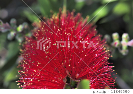 ベニコウガン 11849590