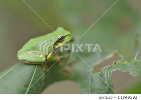 ニホンアマガエル ニホンアマガエル 11849592