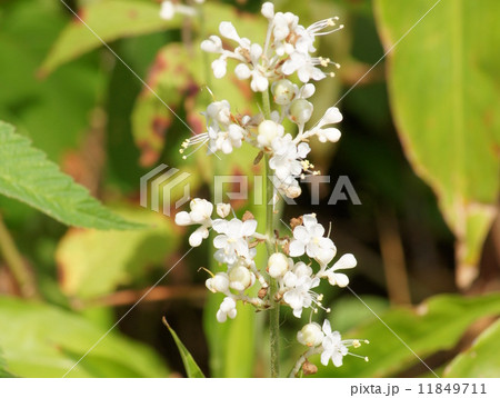 ヤブミョウガの花（両性花） 11849711