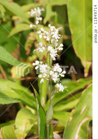 ヤブミョウガの花(両性花) ヤブミョウガの花(両性花) 11849714