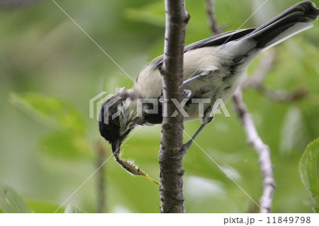 シジュウカラ 11849798