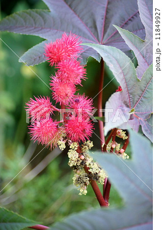 トウゴマの白い花と赤い実 11849927