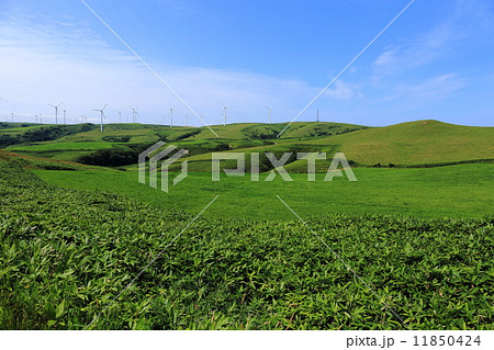 宗谷丘陵・宗谷岬ウィンドファーム 11850424