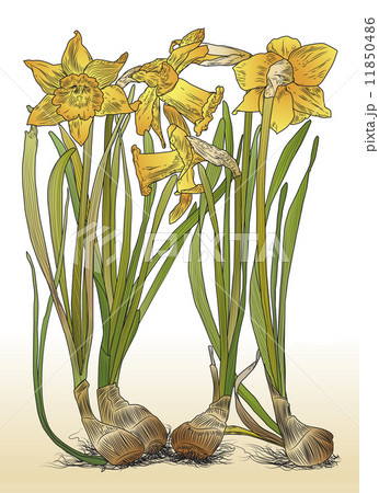 Daffodils Daffodils 11850486