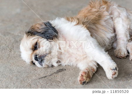 Shih tzu dog are sleepy 11850520