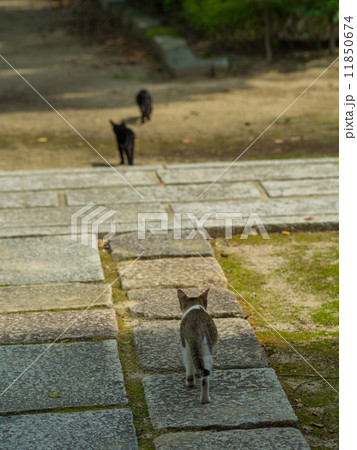 猫の兄弟 11850674