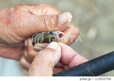 fisher takes out fishing hook from mouth of fish fisher takes out fishing hook from mouth of fish 11850706
