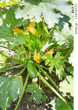 regular zucchini on green bush in garden 11850735