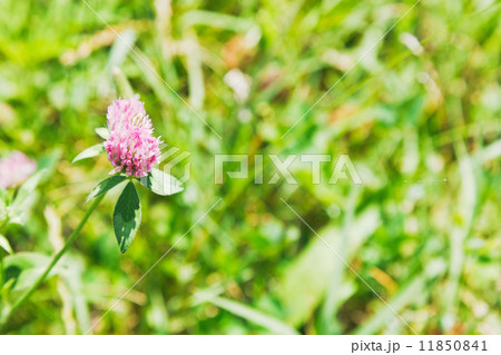 clover flower on green meadow 11850841