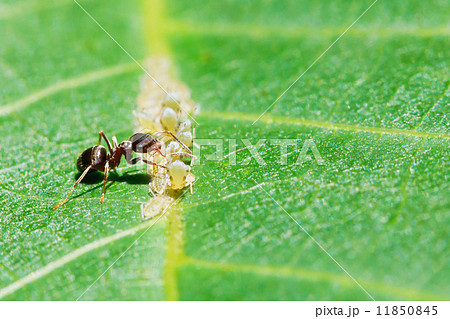 ant collects honeydew from aphids herd on leaf 11850845