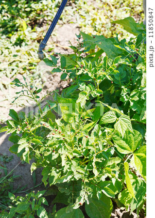 spraying of pesticide on potato plantation spraying of pesticide on potato plantation 11850847