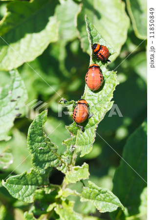 few larva of colorado potato beetle 11850849