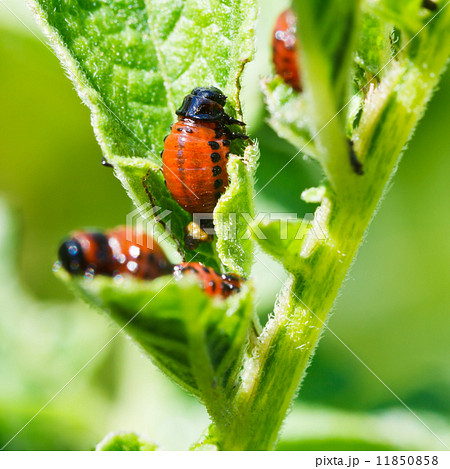 potato bug larva eating potatoes leaves 11850858