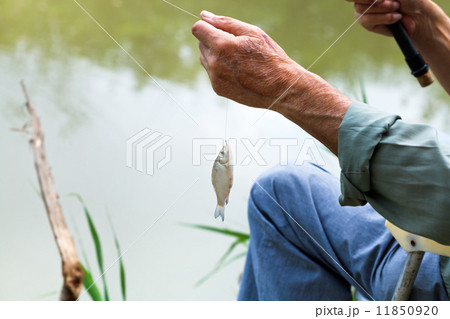 fisherman caught small bream fish 11850920
